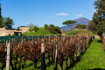 Le vigne di Pompei con sullo sfondo il Vulcano Vesuvio - obrazy, fototapety, plakaty