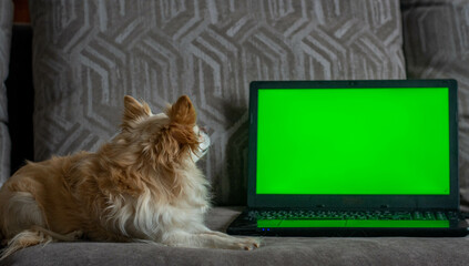 A small chihuahua dog, lying on the sofa in the living room in front of a laptop with a green...