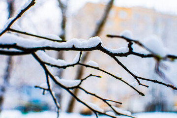 Frosty tree branch with snow in winter, bare tree branches