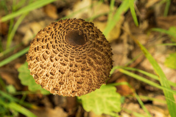 Close-up of the brown cap mushroom umbrella colorful among the leaves and grass. Edible forest mushroom. Top view.