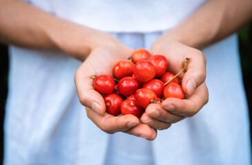 Female hands carefully hold a handful of juicy ripe red 