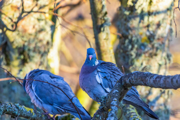 Wood Pigeons sitting in a tree and looking