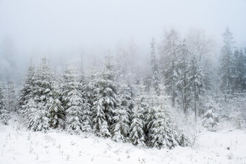 Spruce forest in fog and snow