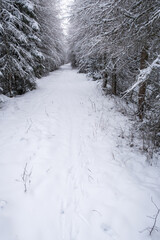 Trail with animal tracks in the snow