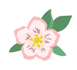 Simple color vector illustration. Delicate light pink sakura flower, green leaves. For seasonal spring design, decoration.