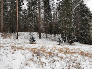 winter in Pavlovsky Park snow trees frozen river