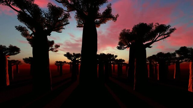 African baobab trees alley at sunset time