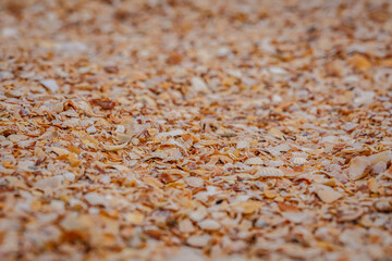 Fototapeta premium Small seashells on the beach. Shellfish shells. One of the types of beaches. Rest at the sea.