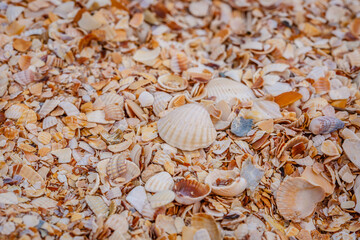 Small seashells on the beach. Shellfish shells. One of the types of beaches. Rest at the sea.