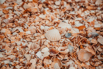 Small seashells on the beach. Shellfish shells. One of the types of beaches. Rest at the sea.