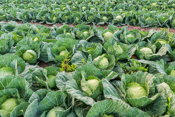 young cabbage grows in the farmer field