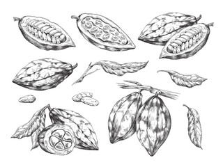 Vector set of chocolate cacao beans, branches with leaves and fruits with seeds.