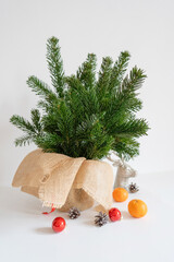 A bouquet of fresh spruce branches on a white background. Minimalistic Christmas composition made of natural materials