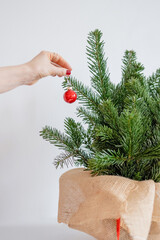 a modern woman in a red sweater hangs red balloons on fir branches. a woman's hand hangs red balloons on fir branches. Close-up. The minimum concept of the new year