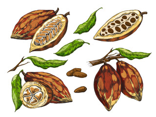 Realistic set of cocoa with unripe, ripe pods, cut and whole, vector illustration