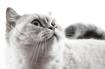 gray cat with watchful eye on white background