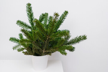 A bouquet of fresh spruce branches on a white background. Minimalistic Christmas composition without toys and decorations