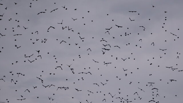 Scattering Birds