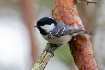 Coal tit