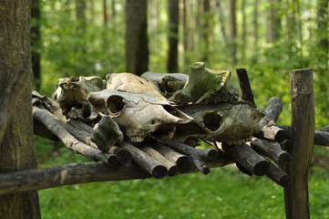 Animal sculls and bones in the Taltsy museum