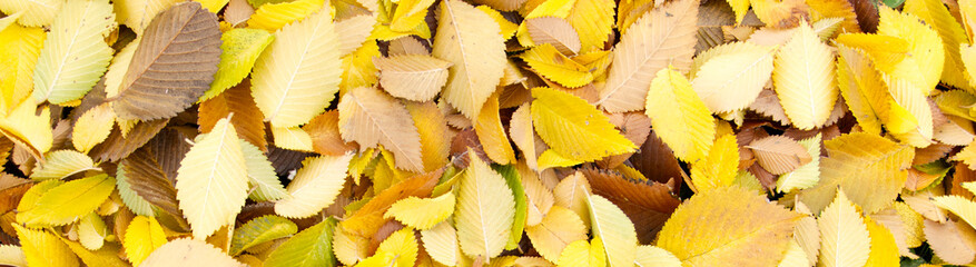 A thick layer of fallen autumn leaves on the ground. Greens, yellows, and browns. Banner format.