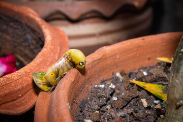 Worm caterpillars on a green leaf flower with a partially eaten leaf,Close up