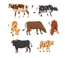 Set of different breeds of cows in different poses in flat vector illustration