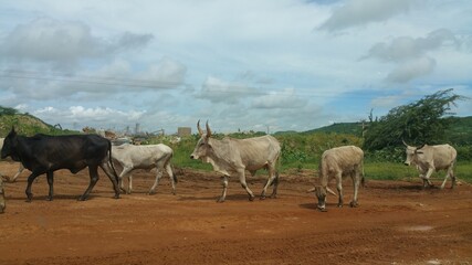 West african domestic animals crossing  the road 