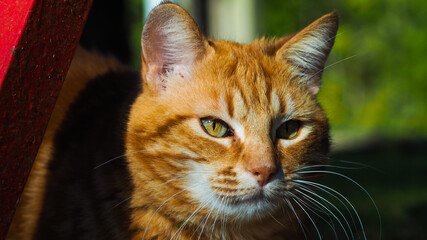 Quel adorable petit chat roux, avec son regard acéré, observant assidûment quelque chose au loin