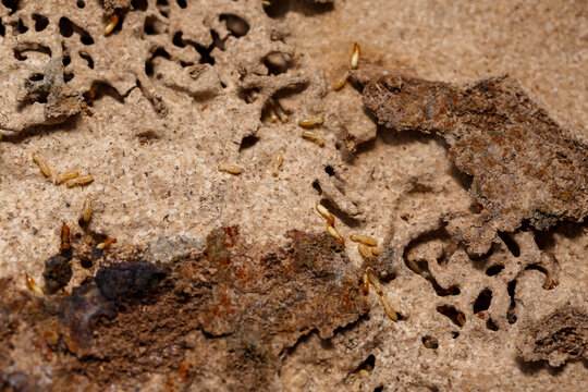 Close-up of worker termites on the wooden.Termites are eating the wood of the house.