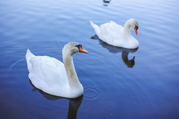 beautiful swans on the lake