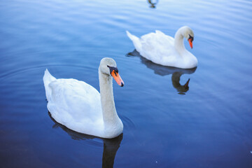 beautiful swans on the lake