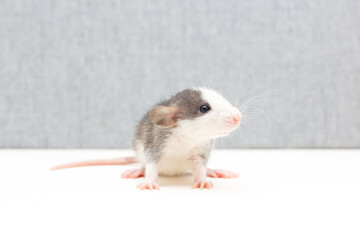Decorative Dumbo rat sits on white and grey background, front view. Animal themes