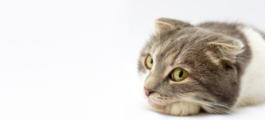Close-up of Scottish Fold cat, 1 year old, in front of white background banner copy space