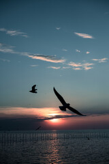Silhouette Seagulls flying in the sunset at Bang Pu, Thailand.
