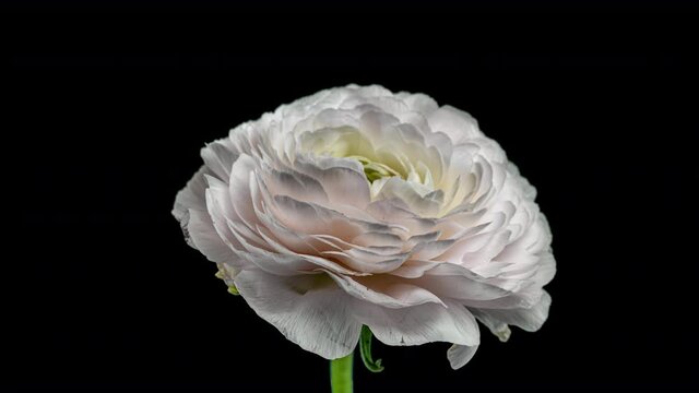 Time Lapse of Opening Red Flower Buttercup on a Black Background. Side View on Ranunculus Flower Blooming in Timelapse