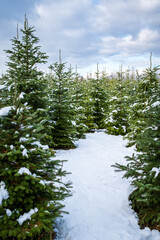 Winter landscape in the background. A footpath in the forest leads to a secret clearing with snow-covered fir trees. Christmas trees grow naturally in winter wonderland. © fotorauschen