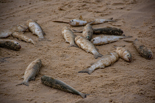 Peixe pescados na praia