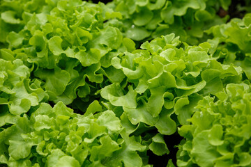 Organic lettuce grown on the ground,Fresh lettuce in a vegetable garden