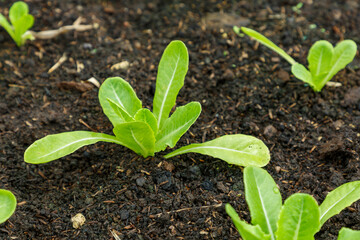 Organic lettuce grown on the ground,Fresh lettuce in a vegetable garden