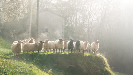 Sheeps looking to the camera with fog