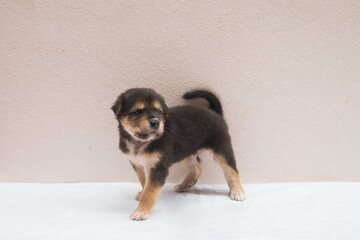 black brown puppy dog is walking, sniffing, surveying on white floor iwith copy space