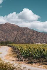 landscape with vines