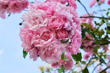 Blume, Rose