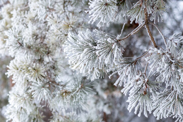 Close up pine twig covered with hoarfrost in the morning