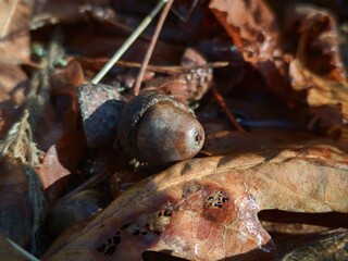 close up of an acorn