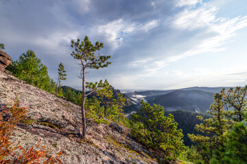 a lonely young pine or spruce on the rock of a rocky mountain under a gray gloomy sky, a beautiful landscape mood