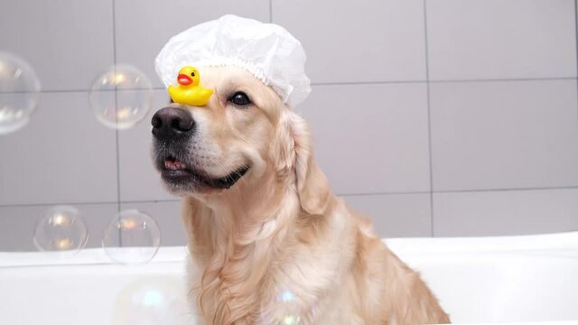 The dog is sitting in a bubble bath with a yellow duckling and soap bubbles. Golden Retriever bathes with bath accessories.