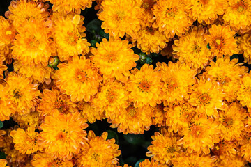 Close up of a group of orange flowers looking straight down at the blooms in natural light. - Powered by Adobe