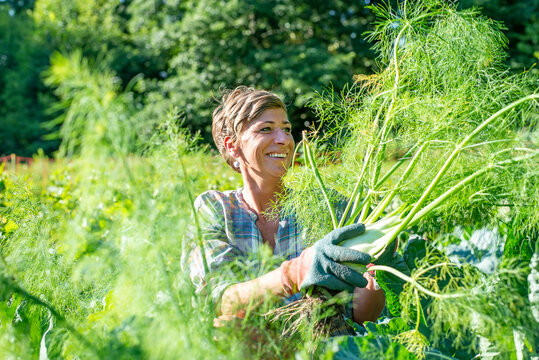 Woman with gloves harvesting fennel from organic farm